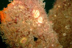 Devonshire cup corals on wreck
