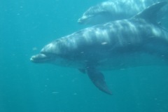 Dolphins2