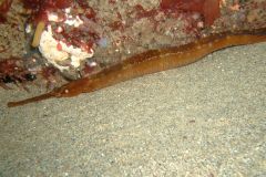 Greater pipefish (Syngnathus acus)