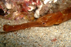 Greater pipefish2 (Syngnathus acus)