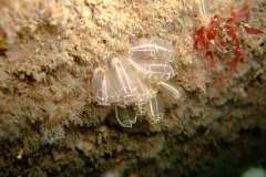Lightbulb seasquirts (Clavelina lepadiformis)