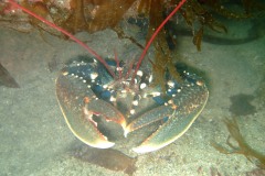 Lobster (Homarus gammarus)
