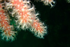 Red sea fingers2 (Alcyonium glomeratum)