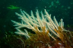 Sea beard and brown fan weed