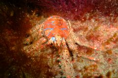 Spiny squat lobster (Galathea strigosa)