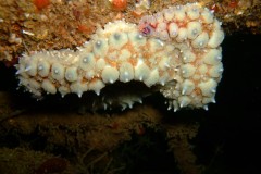 Spiny starfish4 (Marthasterias glacialis)