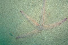 Spiny starfish (Marthasterias glacialis)