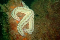 Spiny starfish3 (Marthasterias glacialis)