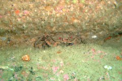 Velvet swimming crab (Necora puber)