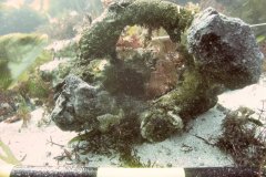 Ring concretion on the HMS Colossus