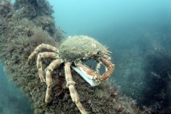 A Crab on an Iron knee rider, Cardigan Bay
