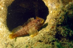 A resident of the Talis Condenser