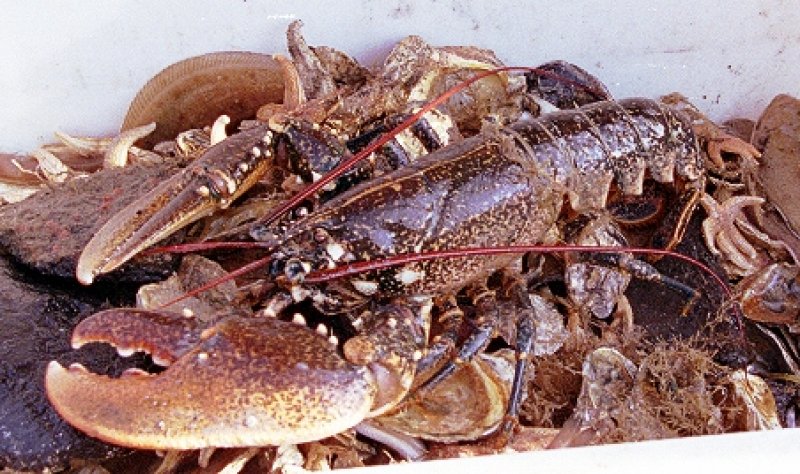 Lobster (Homarus spp.)