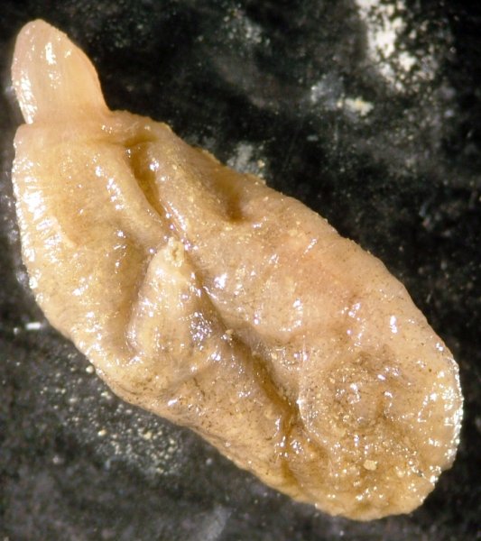 Sea Squirt (Ascidiacea)