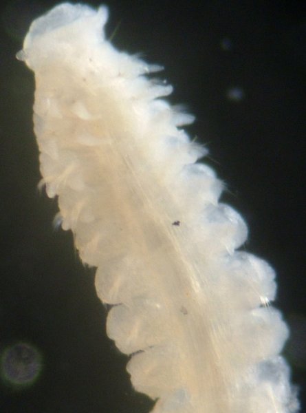 Polychaete Worm (Spiophanes)