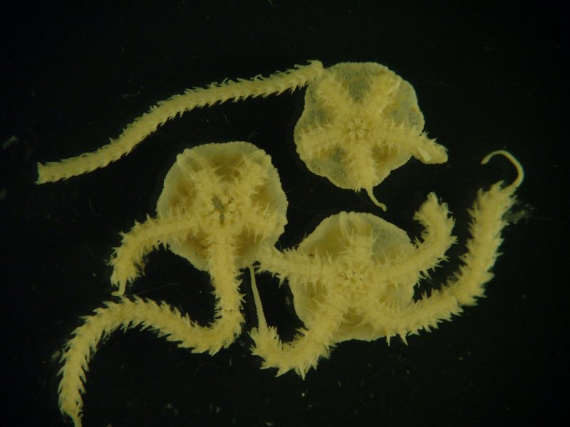 Brittlestar (Amphiura filiformis)