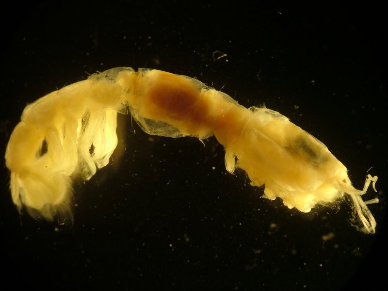 Mud Shrimp (Callianassa spp.)