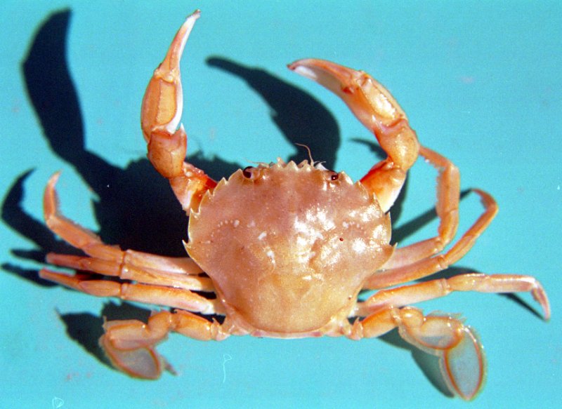 Swimming Crab (Liocarcinus holsatus)
