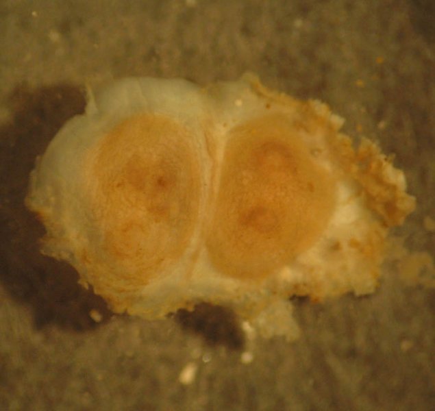 Sea Squirt (Dendrodoa grossularia)