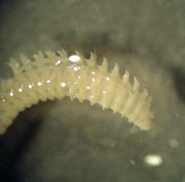 Polychaete worm (Laonice bahusiensus)