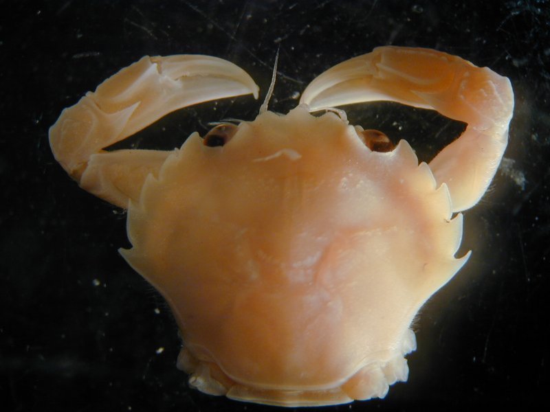 Flying crab (Liocarcinus holsatus)