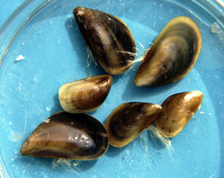 Blue Mussels (Mytilus edulis)