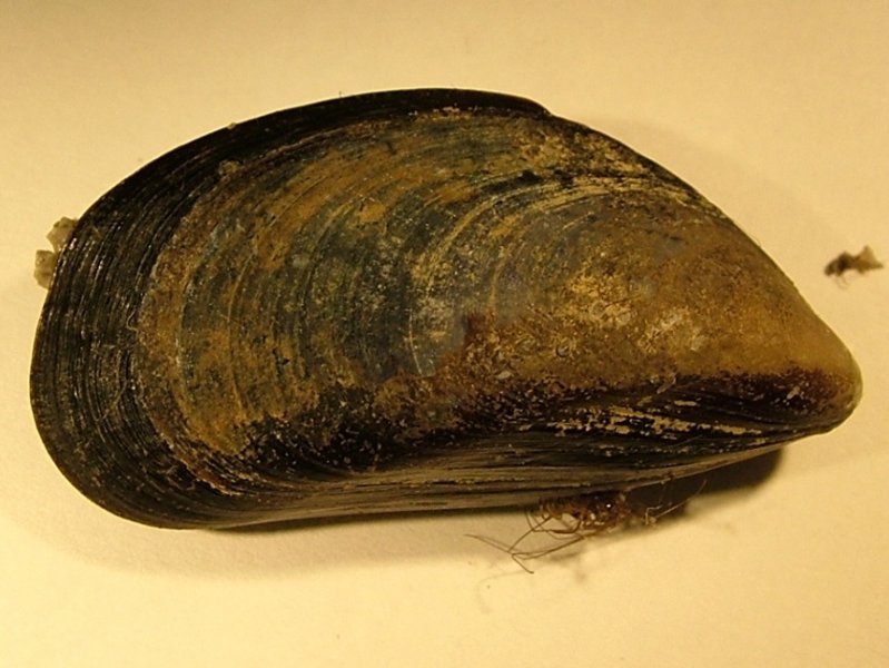 Blue Mussel (Mytilus edulis)