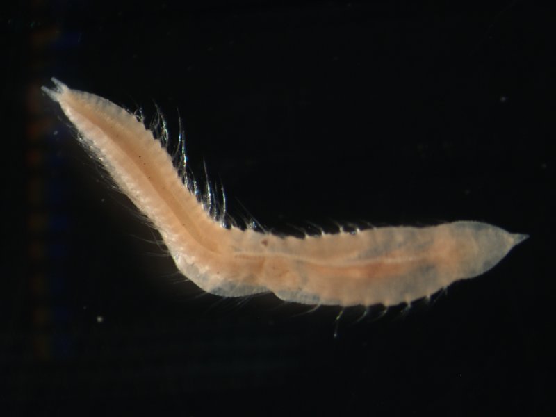 A bristleworm (Ophelia borealis)