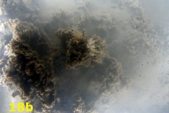 Ross Worm (Sabellaria spinulosa) reef