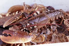 Lobster (Homarus spp.)