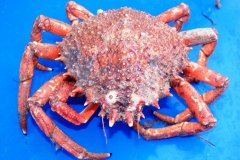 Spider Crab (Maja spp.)