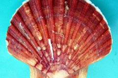 Scallop (Pecten maximus)