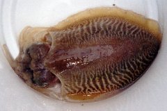 Cuttlefish (Sepia spp.)