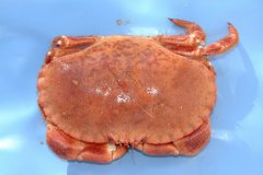 Edible crab or Brown crab (Cancer pagurus)