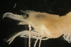 Zooplankton (Pandalina spp.)
