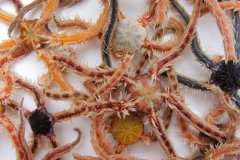 Brittlestar (Ophiothrix fragilis)