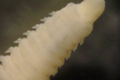 Polychaete Worm (Lumbrineris spp.)