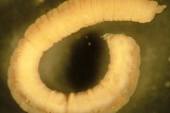 Polychaete Worm (Notomastus spp.)