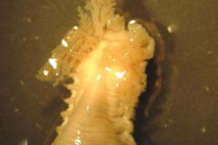 Sand Mason Worm (Lanice conchilega)