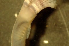 Polychaete Worm (Pomatoceros spp.)