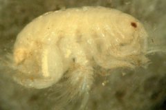 Amphipod (Urothoe spp.)