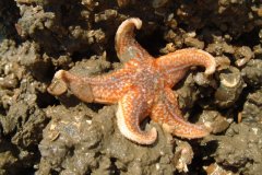 Common Starfish (Asterias rubens)