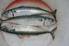 Mackerel (Scomber Scombrus)