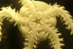 Brittlestar (Amphipholis spp.)