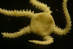 Brittlestar (Amphipholis spp.)