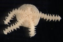 Dwarf Brittle Star (Amphipholis squamata) bottom disk