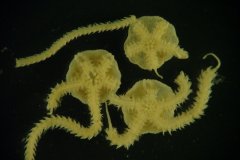 Brittlestar (Amphiura filiformis)