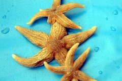 Starfish (Asterias rubens)