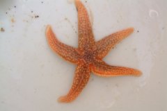 Starfish (Asterias rubens)