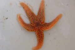 Starfish (Asterias rubens)